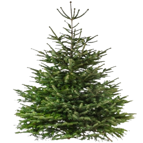 Nordmann Kerstboom 210cm