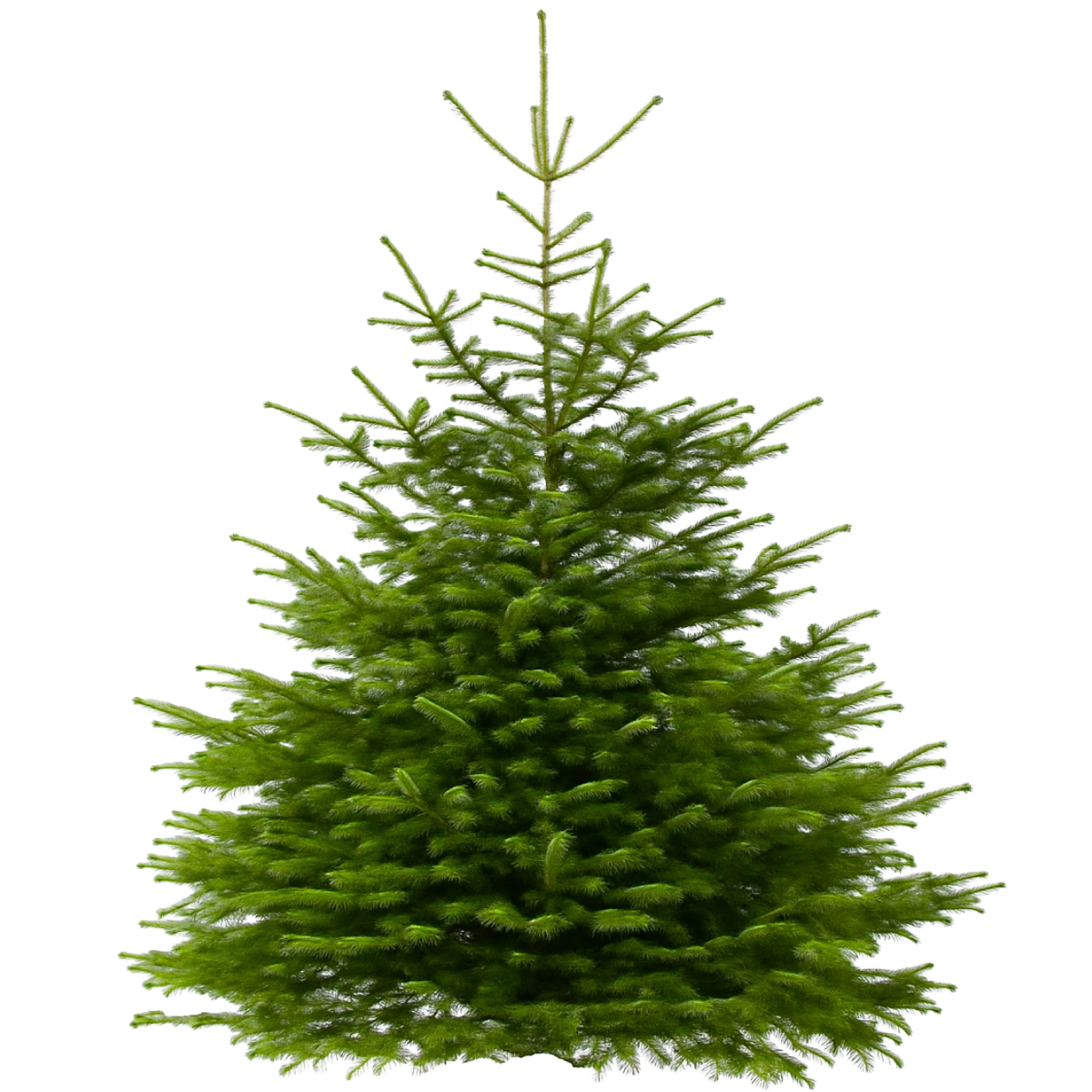 Nordmann sapin de Noel 210cm